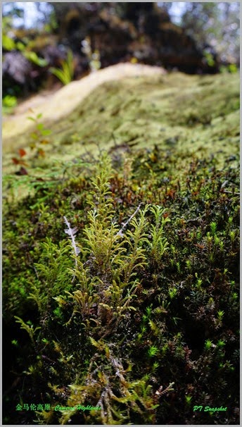 Mossy Forest of Gunung Brinchang, Cameron Highlands Mossy Forest of Gunung Brinchang, Cameron Highlands