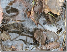 frozen leaves and water