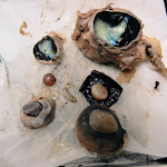 cow_sheep_eye.JPG