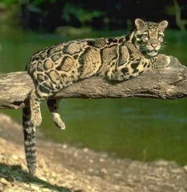 [Amazing%2520Animal%2520Pictures%2520Clouded%2520Leopard%2520%25285%2529%255B3%255D.jpg]
