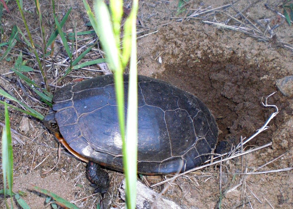 [Turtle-26.jpg]