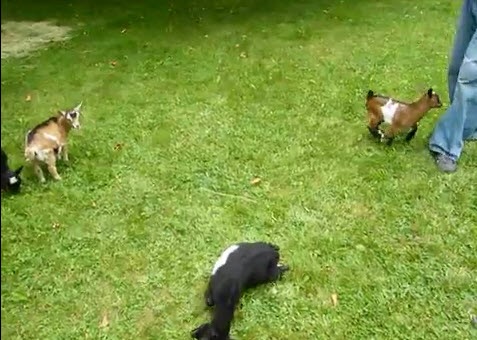 [buttermilk-goat-play%255B3%255D.jpg]
