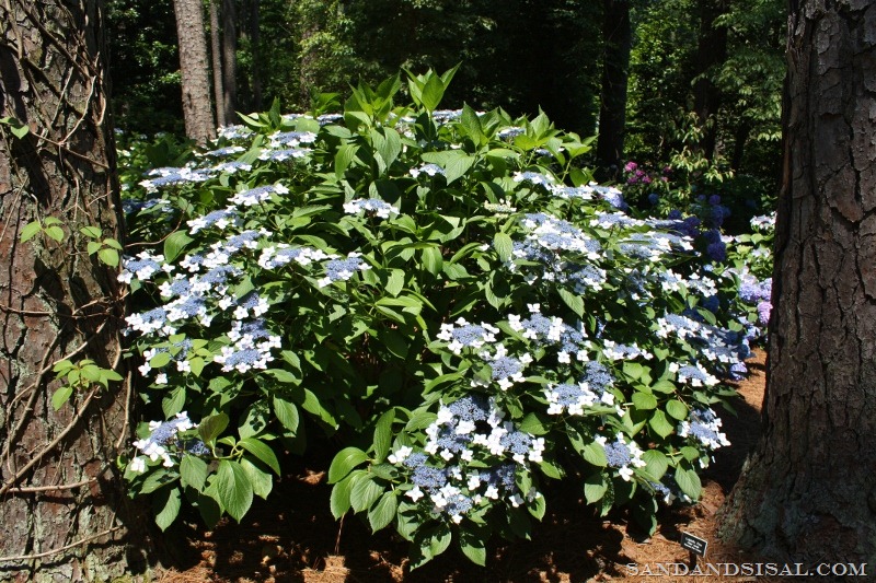 [Princess%2520Lace%2520Hydrangea%2520%25282%2529%2520%2528800x533%2529%255B3%255D.jpg]