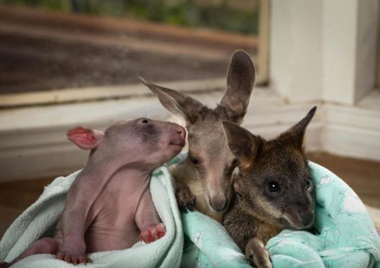[funny-animals-cute-32%255B2%255D.jpg]