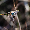 DSC_6369.jpg