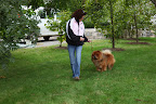 We start by walking back and forth on grass.  There are indoor and outdoor shows, so we need to practice on both types of ground.