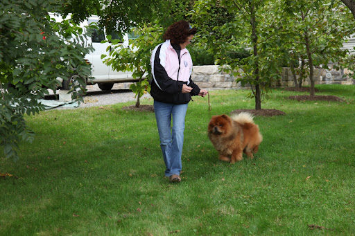 We start by walking back and forth on grass.  There are indoor and outdoor shows, so we need to practice on both types of ground.
