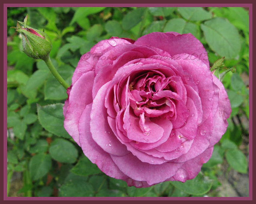 [05-22-lavender-rose%255B8%255D.jpg]