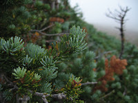 Wet and foggy on the trail back down.