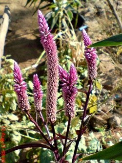 Celosia argentea - Cockscomb Flower_2