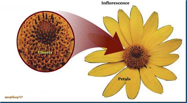 sunflwr inflorescense many florets