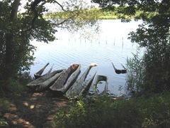 Plimoth Plant hollowed out tree boats2 Plimoth Plant hollowed out tree boats2
