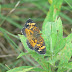 P1170802