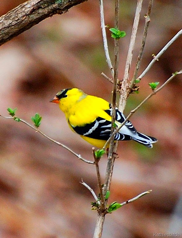 [6.%2520goldfinch%2520Andover-kab%255B4%255D.jpg]