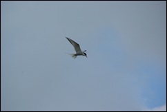 SG102816 SG102816