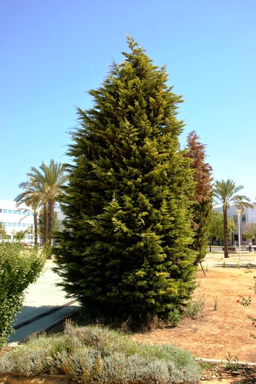 [Cupressus%2520macrocarpa%255B4%255D.jpg]
