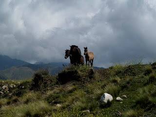 The "wild" horses watched us carefully. Probably feeling greatly sorry for their friends beneath us.