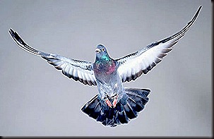 pigeon pigeon