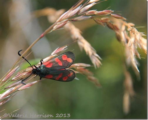 18-6-spot-burnet