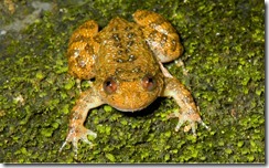 VUB NIGHT FROG- Nycyibatrachus vrijeuni VUB NIGHT FROG- Nycyibatrachus vrijeuni