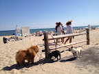 That's right, girls.  Some dogs, like golden retrievers, have large paws that help them swim.  My breed is definitely fascinated by the water, but typically doesn't swim on account of our thick fur.  But we can still enjoy the beach!