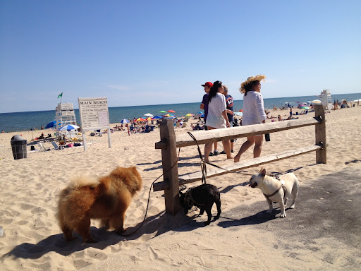 That's right, girls.  Some dogs, like golden retrievers, have large paws that help them swim.  My breed is definitely fascinated by the water, but typically doesn't swim on account of our thick fur.  But we can still enjoy the beach!