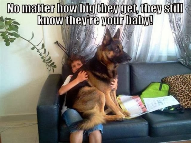 [dog-owners-understand-011%255B2%255D.jpg]