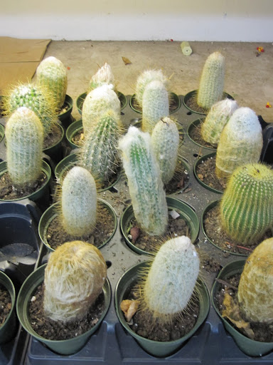 A selection of cacti are available for simple house plants.
