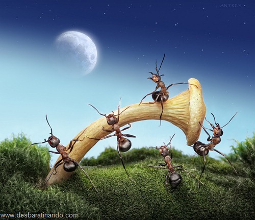 formigas inacreditaveis incriveis desbaratinando  (8)