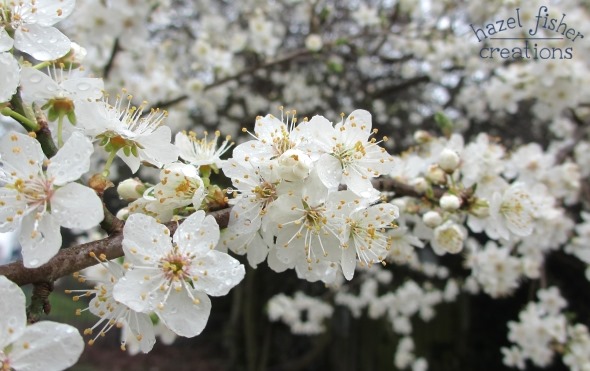 April 3 march review spring blossom photography hazelfishercreations April 3 march review spring blossom photography hazelfishercreations