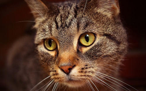 bored_cat_3-1280x800 bored_cat_3-1280x800