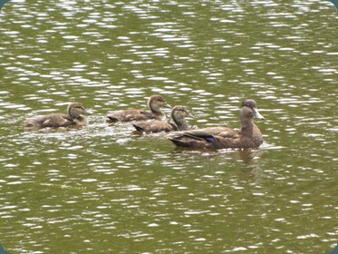 Wild Duck Campground 6.3 015