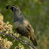 California.quail.dscn3409