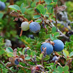DSC_0003.JPG