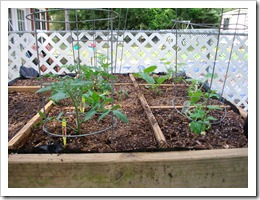 [garden%2520in%2520March%255B4%255D.png]