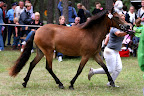 Ulltutt f 2008 e Nordman u Yllet e Inter