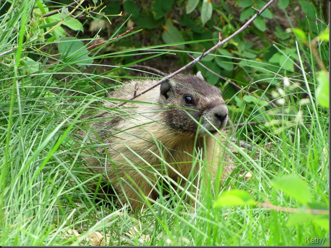 Marmot in the grass