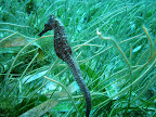 Buceo, Colombia, Suramérica Slideshow