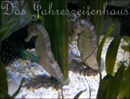 Sealife Mnchen 10