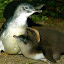 The Penguin Parade at Phillip Island - Cowes, Australia