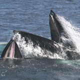 Feeding humpback whales