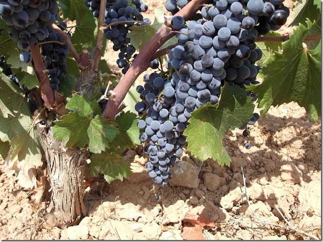 uva-monastrell-peninsula-vinhos-espanha uva-monastrell-peninsula-vinhos-espanha