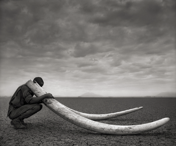 Cover of the 21 April 2014 report, 'Ivory's Curse: The Militarization and Professionalization of Poaching in Africa', by Born Free USA. Photo: Nick Brandt / Big Life Foundation