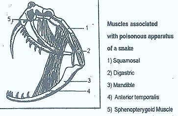 snake-poisonous-appartus-muscles