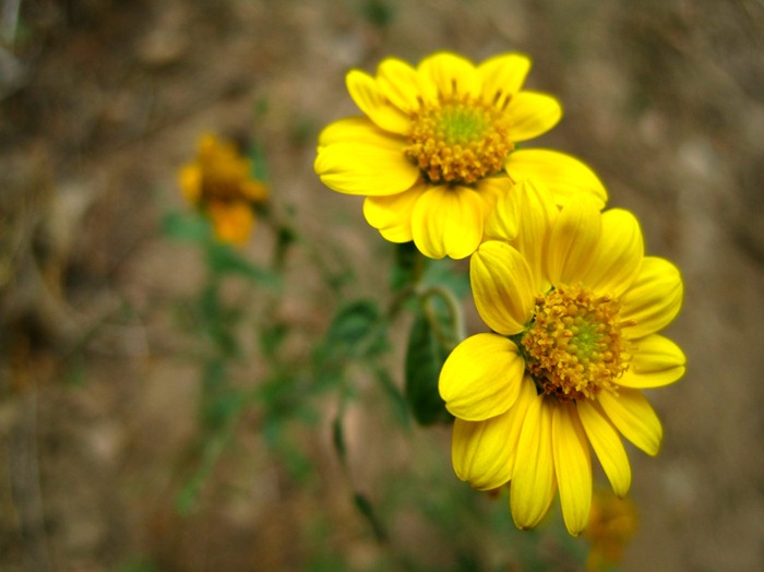 happy yellow wildflowers in Millcreek Canyon Utah