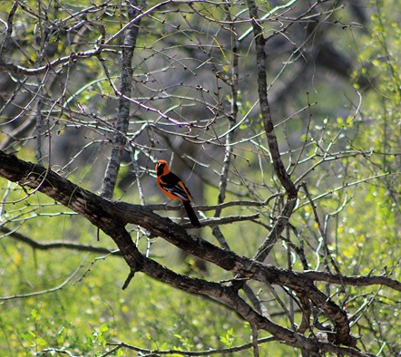 altamira oriole2013 altamira oriole2013