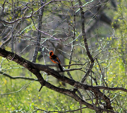 altamira oriole2013