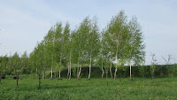 Brzózki Photo