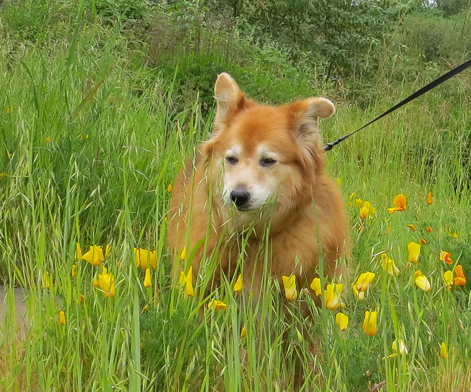 [poppies%255B4%255D.jpg]