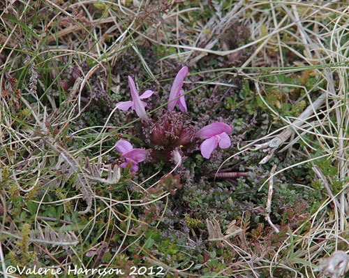 [14-lousewort%255B2%255D.jpg]